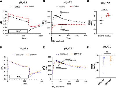 Protease XIV abolishes NHE inhibition by empagliflozin in cardiac cells